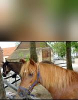 Photo 2 Poney club centre equestre d'off