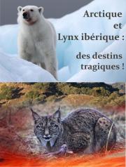 Image illustrant Cin-dbat :Arctique et Lynx ibrique: des destins tragiques!