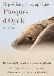 Image illustrant Exposition Photographique Phoques d'Opale