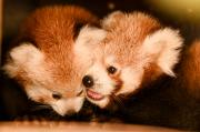 bébés pandas roux