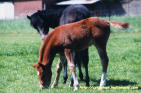 Poney club de rombly