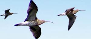 Association de chasse maritime du calaisis