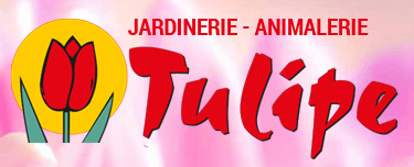 Jardinerie tulipe