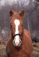 La ferme equestre de raymond lamare