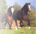 Centre equestre d'hardelot