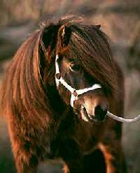Poney club des hemmes