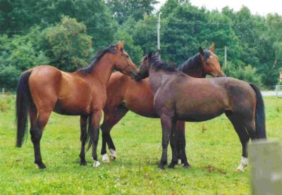 Ferme equestre de la haute maison