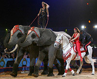 Fête lilloise du cirque