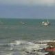 Les sternes