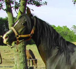 Le haras d'hestia