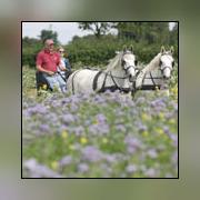 Image illustrant 18éme Fête du cheval et de l'aubépine