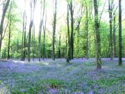 Image illustrant Du bois d’Elloo ... à la vallée d’Alquines
