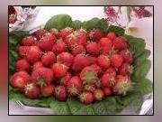 Image illustrant 3ème rando des fraisiers