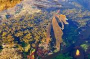 Image illustrant Les Algues marines en zone intertidale