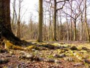 Image illustrant Randonnée matinale en forêt d’Eperlecques