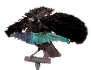 Image illustrant Visite de l'exposition : A plume