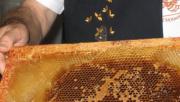 Image illustrant Musée vivant de l'abeille