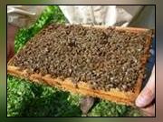 Image illustrant Animation « abeilles et rucher »