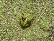 Image illustrant "Un Dragon ! Dans mon jardin ?"