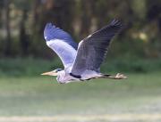 Image illustrant Balade musée-marais 8-12 ans