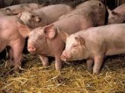 Image illustrant 16ème Kermesse au Cochon et produits Régionaux